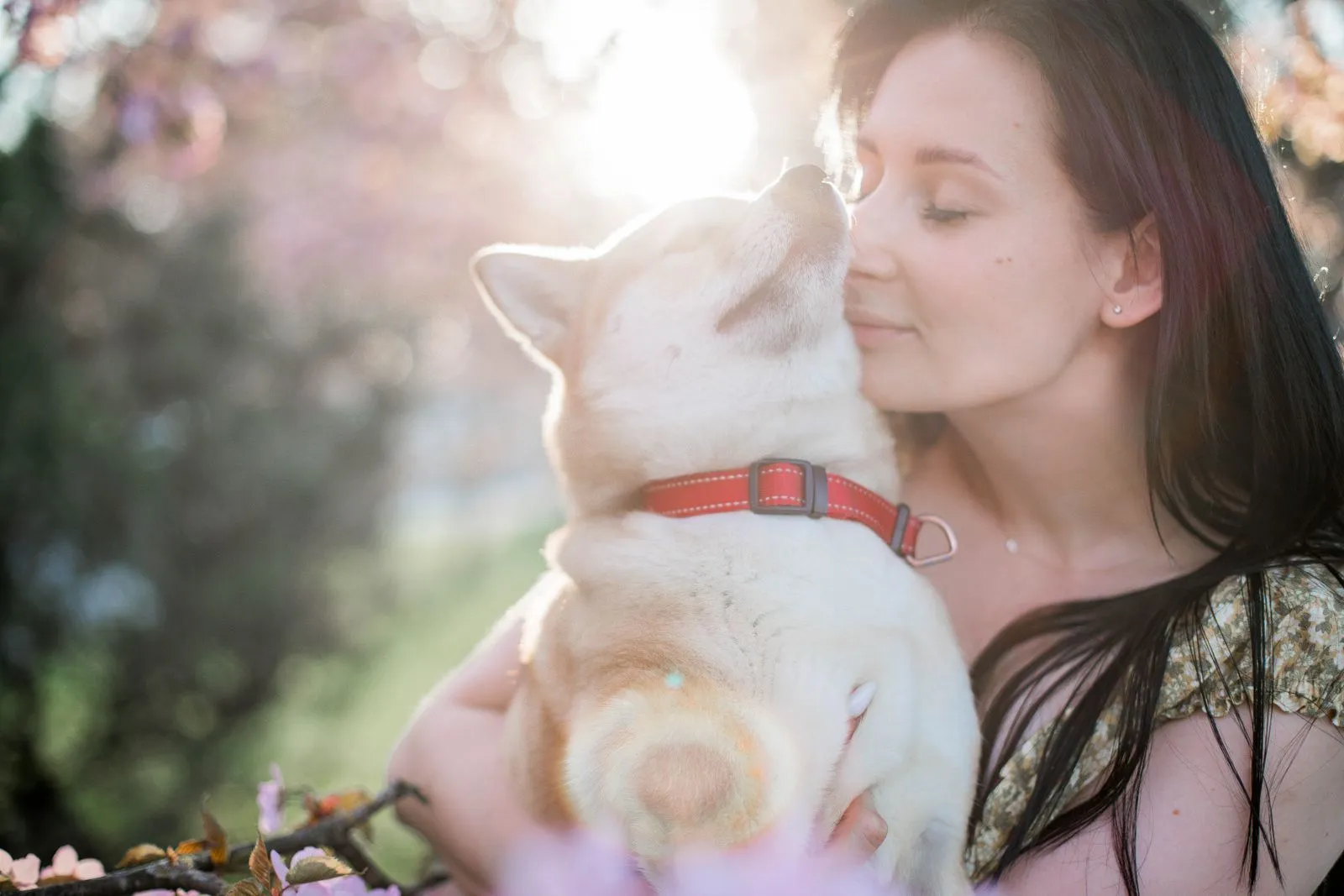 How to Check Your Dog for Ticks After a Walk