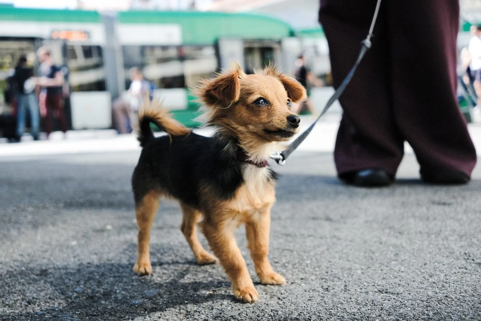 Flea or Tick Bites: What to Look For